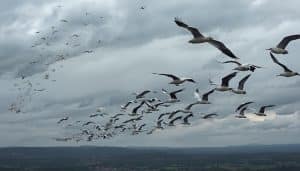 Modern Bird Migration Science