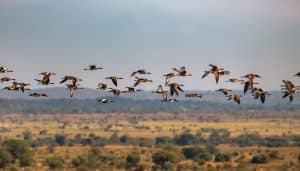 Which Birds Migrate to Africa