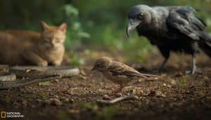 Bird Fledgling Predators