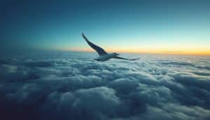 How Migration Affects Bird Lifespan