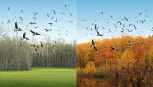 When Do Birds Migrate: Unveiling Nature’s Incredible Journey