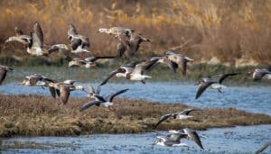Which Birds Migrate Seasonally