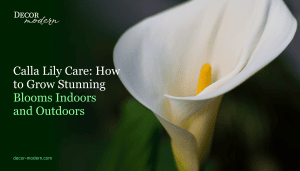 calla-lily