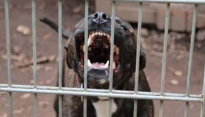 Lee más sobre el artículo Moreno: un pitbull mató a un nene de 4 años y detuvieron a su madrina