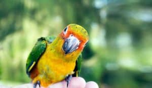 Is My Bird Getting Enough Vitamin D