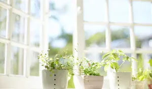 plants in a window