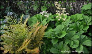 Read more about the article PLANTS OF NOTE – RODGERSIA
