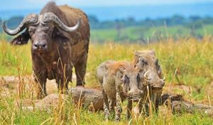 Uganda Wildlife Safari