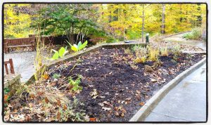Read more about the article NOTES FROM THE GARDEN – BETTMAN