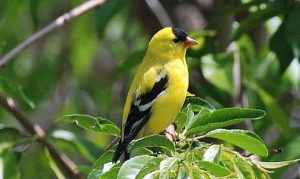 Why is Bird Important