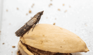 How to Keep Grain Moths Out of Bird Seed