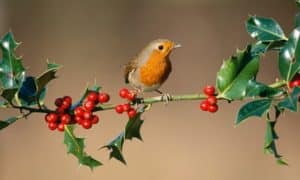 What Bird Eats Holly Berries