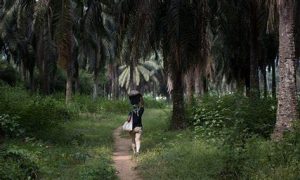 Huile de palme, camerounais contre Socfin, Magazine Pages Jaunes