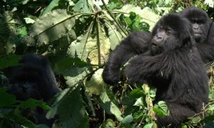 Activities in Buhoma Gorilla Sector