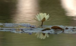 lotus