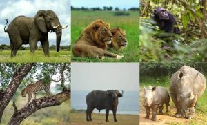 The Big Five in Uganda  