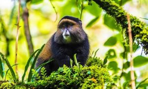 Top Primate and Wild Destinations