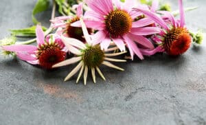 Blossiming winter and summer Echinacea flower on a background of black concrete