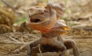 Frilled lizard - Frill-Necked Lizard