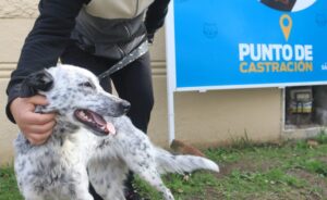 Lee más sobre el artículo Dónde castrar perros y gatos en Remedios de Escalada