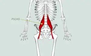 Psoas – the muscle of the soul