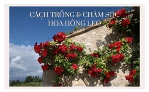Cách trồng hoa hồng leo