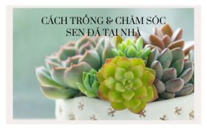 Cách trồng sen đá