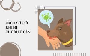 Hướng dẫn cách sơ cứu khi bị chó mèo cắn
