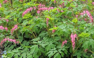 Read more about the article Five Perennials That Brightened The Early Season Garden