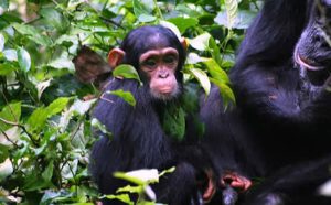 Where Can I Go Chimpanzee Tracking in Uganda