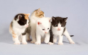 cat sweepstakes