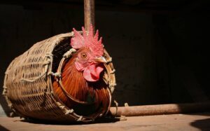 Tierrecht und Tierschutz Der Natur und den Tieren zuliebe