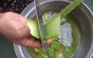алоэ стимулятор роста для растений