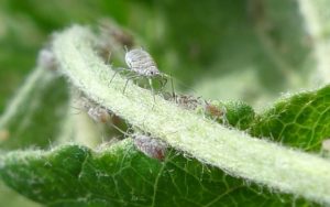 Marching aphids