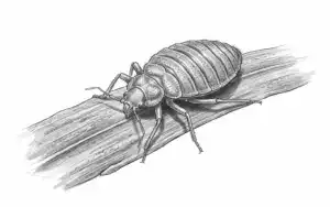 Bedbug control icon, bed bug illustration