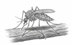 Mosquito control icon, mosquito illustration