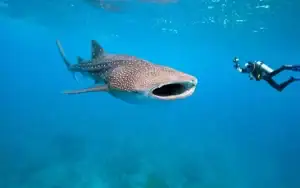 BUCEO EN PUERTO MORELOS