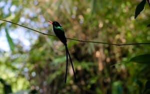 What Flowers Attract Dr Bird Jamaica