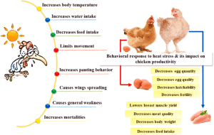 How to Prevent Heat Stress in Birds