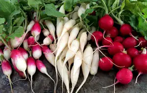 different types of radish
