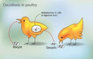 What is Coccidiosis in Birds