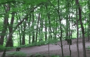 Backyard Black Bears