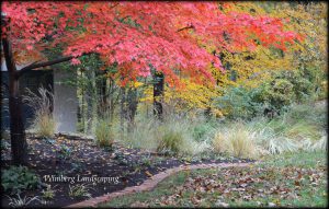 Read more about the article Fall Trees and Shrubs