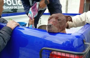Lee más sobre el artículo Temperley Este: un pitbull se metió a una casa y atacó a las mascotas del lugar