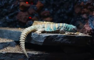 Uromastyx