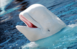 White Whale in the ocean- the color-white- blossoming winter and summer