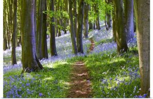 Read more about the article The Science Behind Nature