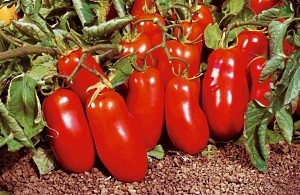 низкорослых сортов помидоров для открытого грунта