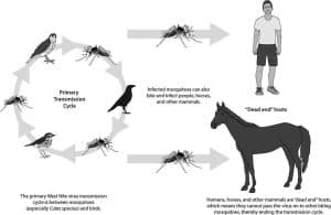 Can Humans Get West Nile Virus from Birds