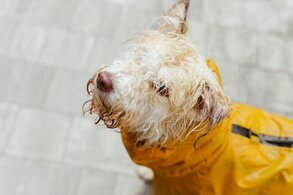 Wet dog wearing a yellow raincoat, looking back with a curious expression on a rainy day. Wet dog wearing a yellow raincoat, looking back with a curious expression on a rainy day.